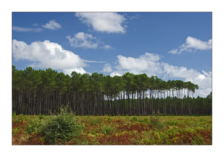 Sommer in Les Landes