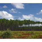 Sommer in Les Landes