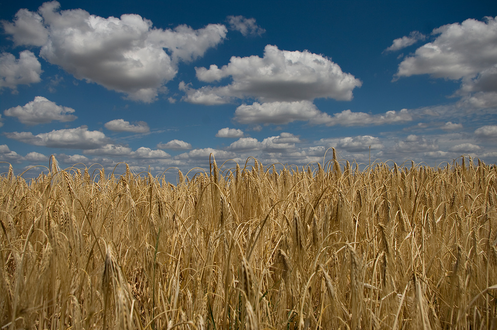 Sommer in Löbejün