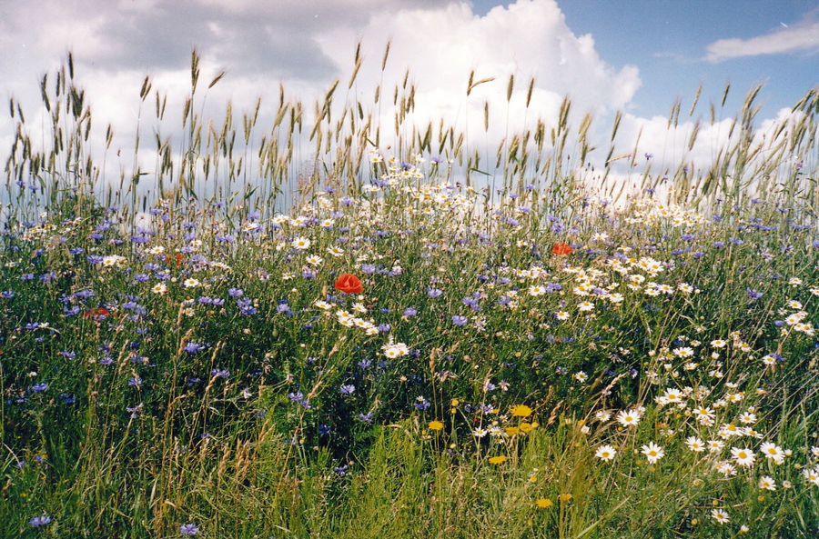 Sommer in Masuren