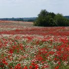 Sommer in Masuren