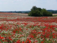 Sommer in Masuren