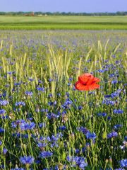 Sommer in Mecklenburg