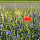 Sommer in Mecklenburg