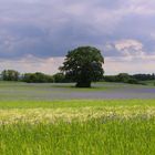 Sommer in Mecklenburg