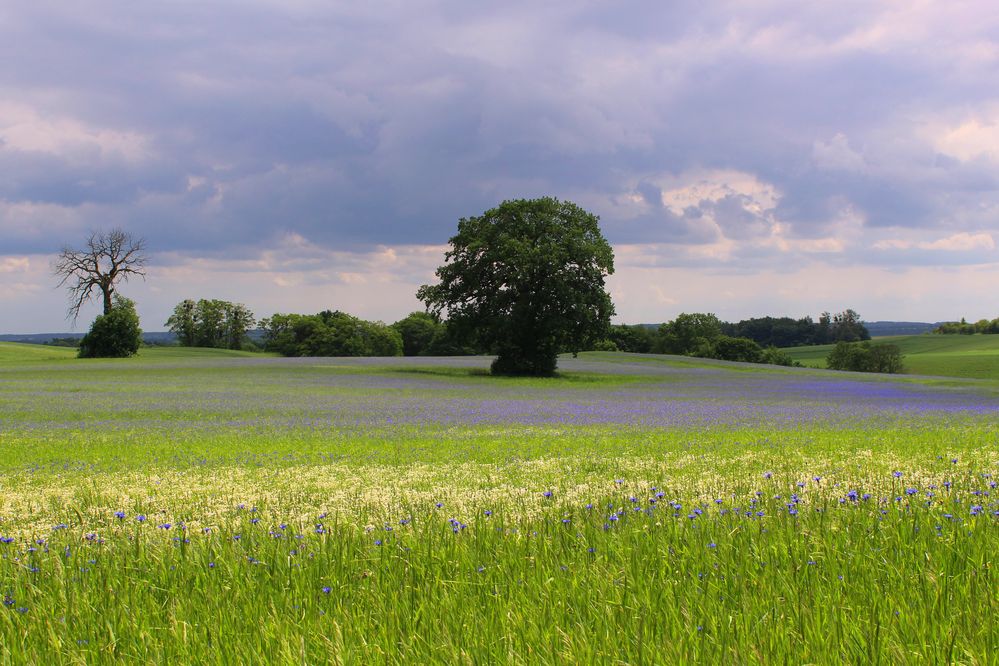 Sommer in Mecklenburg