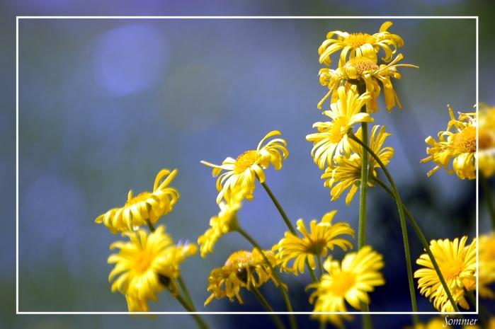 Sommer in meinem Garten