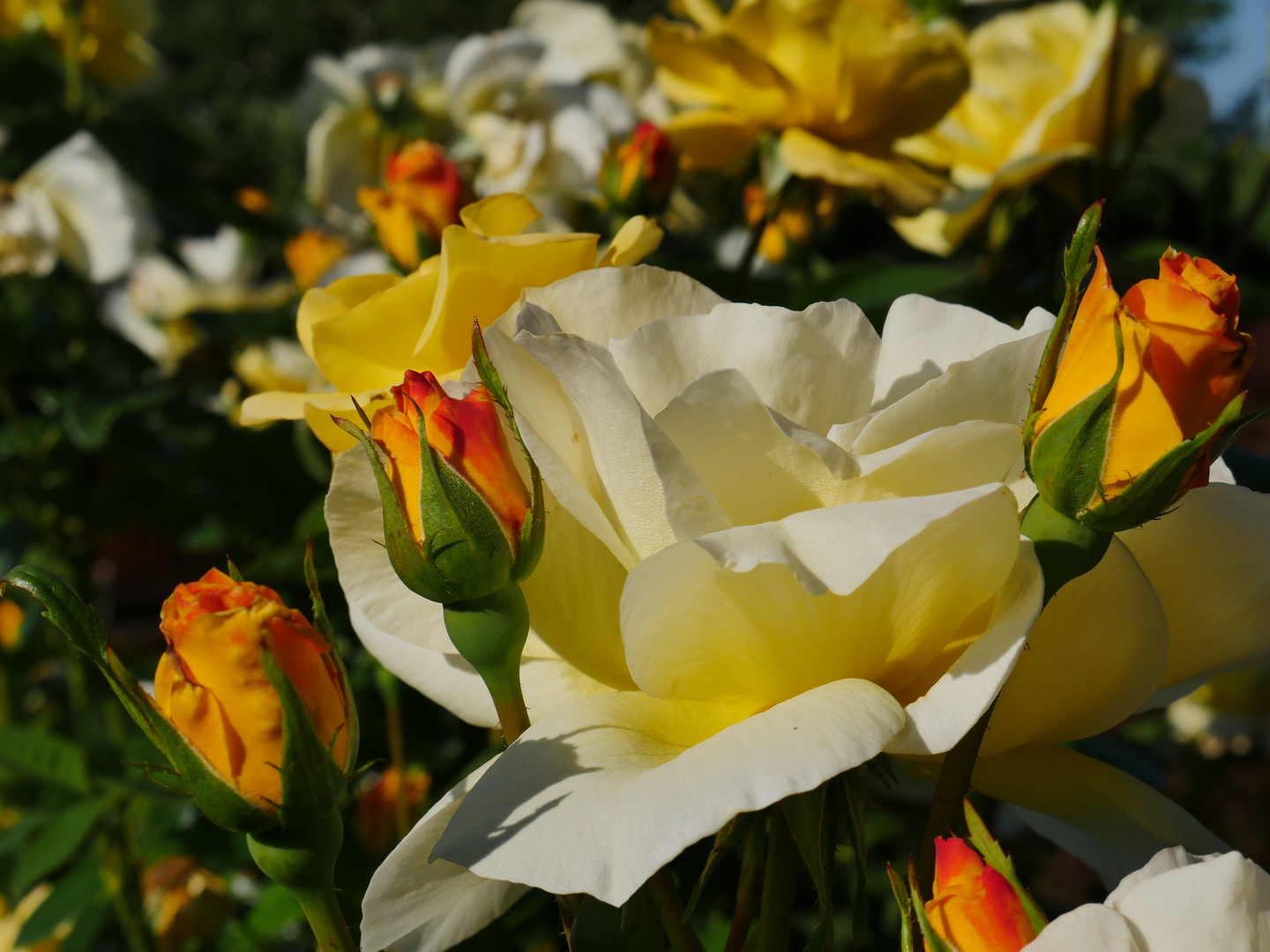 Sommer in meinem Garten