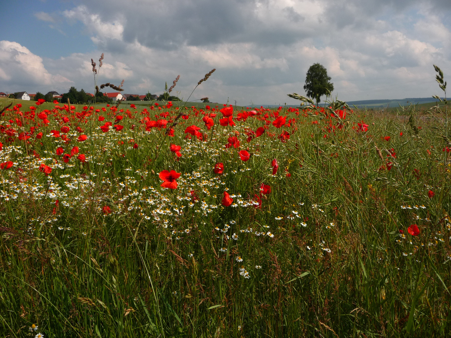 Sommer in Niedersachsen