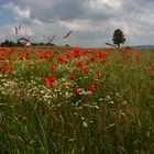 Sommer in Niedersachsen