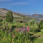 Sommer in Nordland