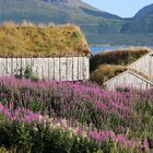 Sommer in Norwegen 