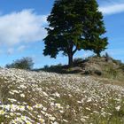 Sommer in Patagonien