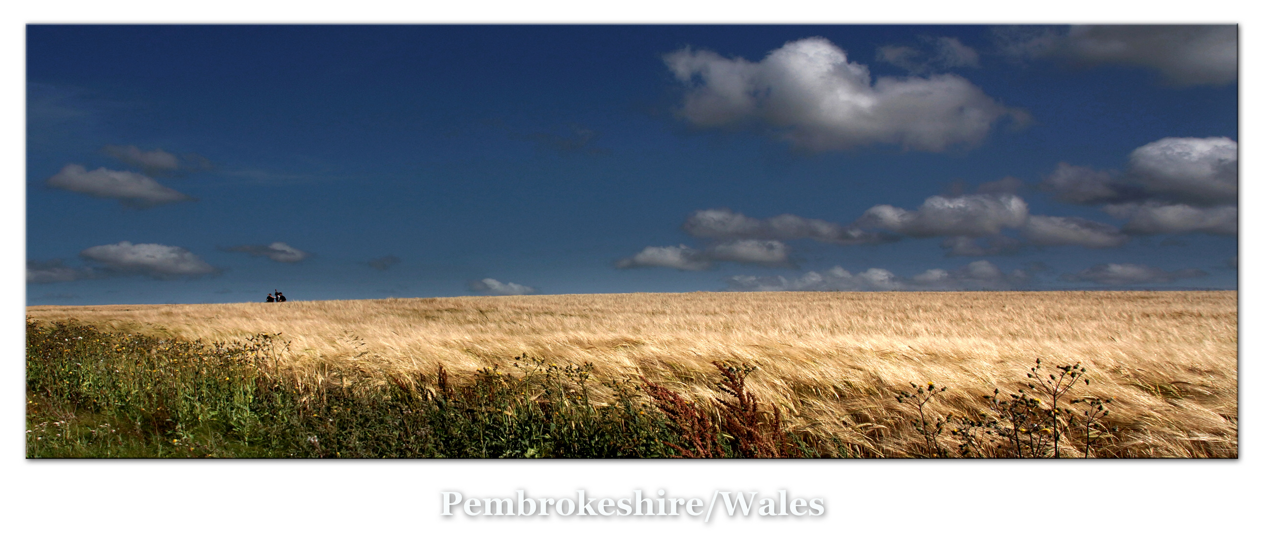 Sommer in Pembrokeshire, Wales