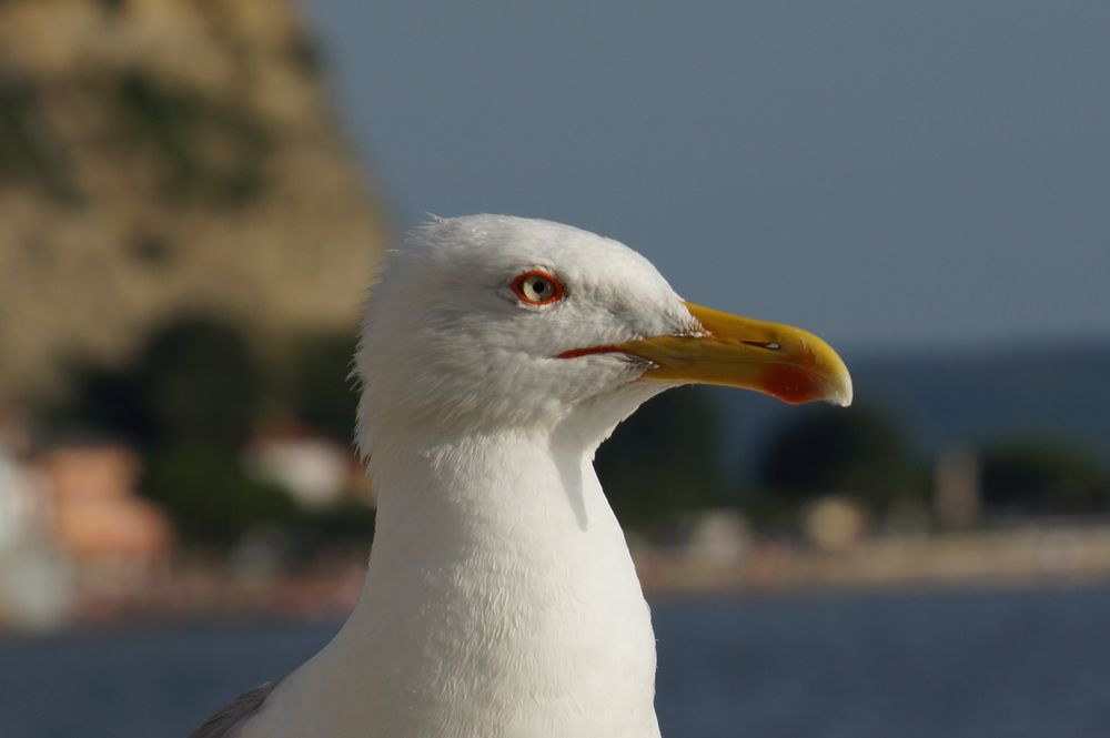 Sommer in Piran