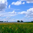 Sommer in Rheinhessen