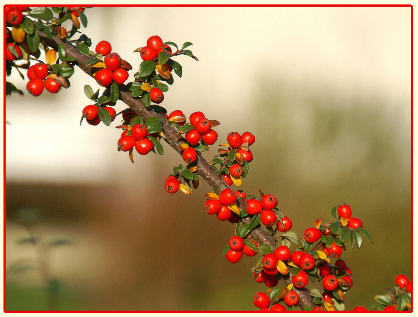 Sommer in Rot / Grün