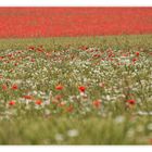 Sommer in Rot-Weiss