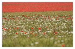 Sommer in Rot-Weiss