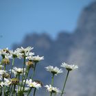 Sommer in Saalfelden