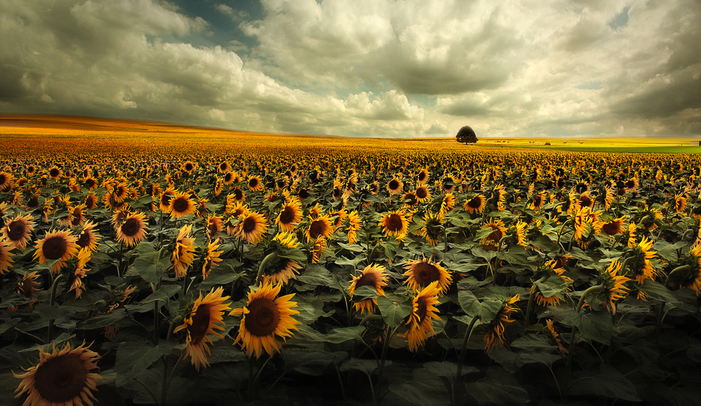 Sommer in Sachsen von Christine Ellger 