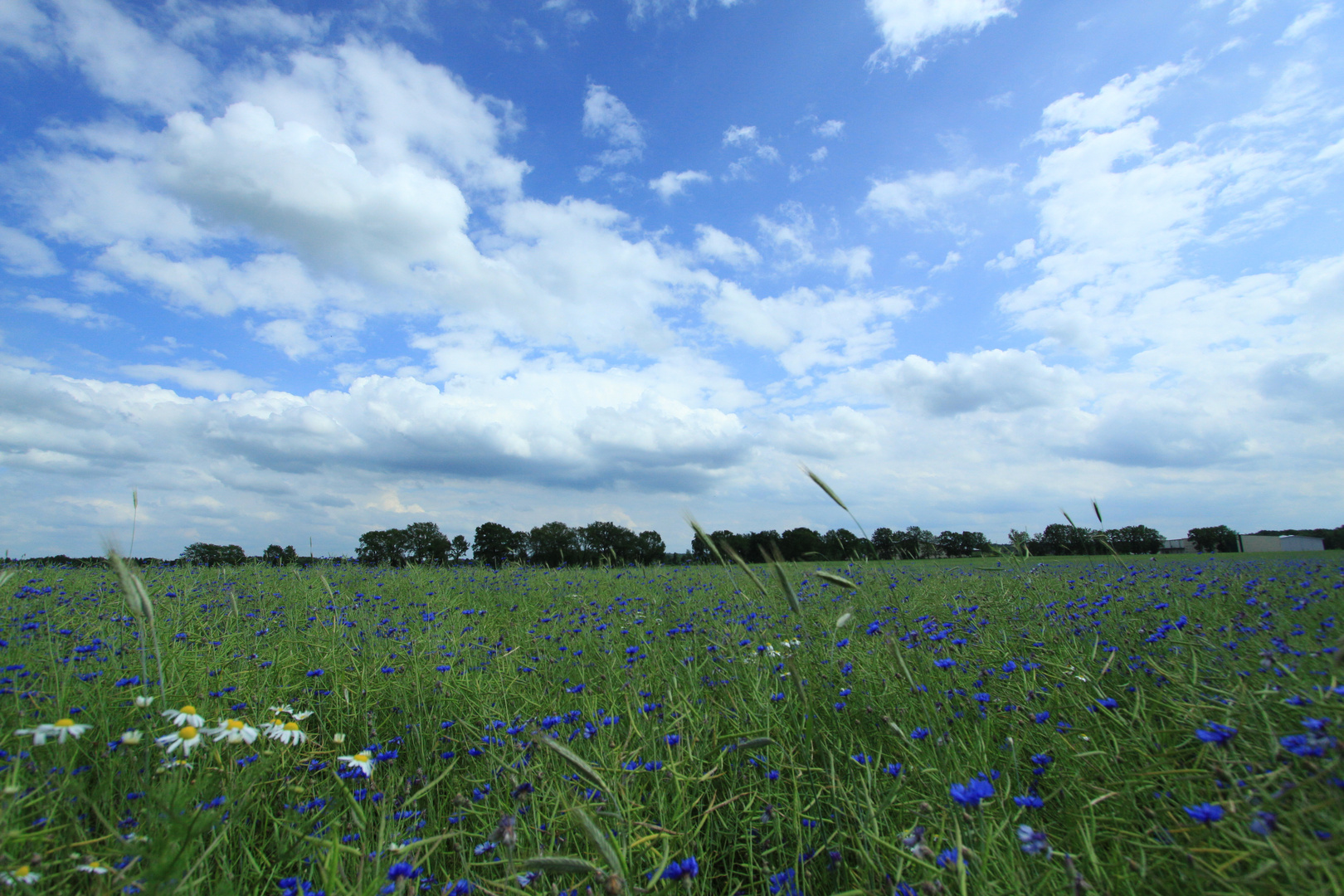 Sommer in Schleswig Holstein