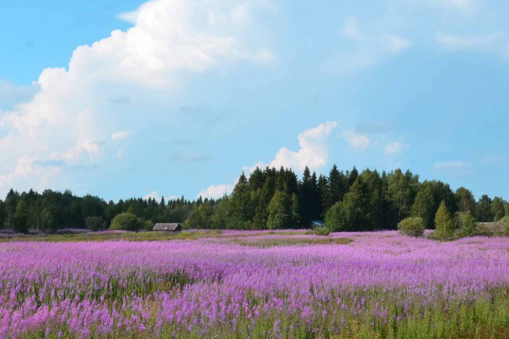 Sommer in Schweden