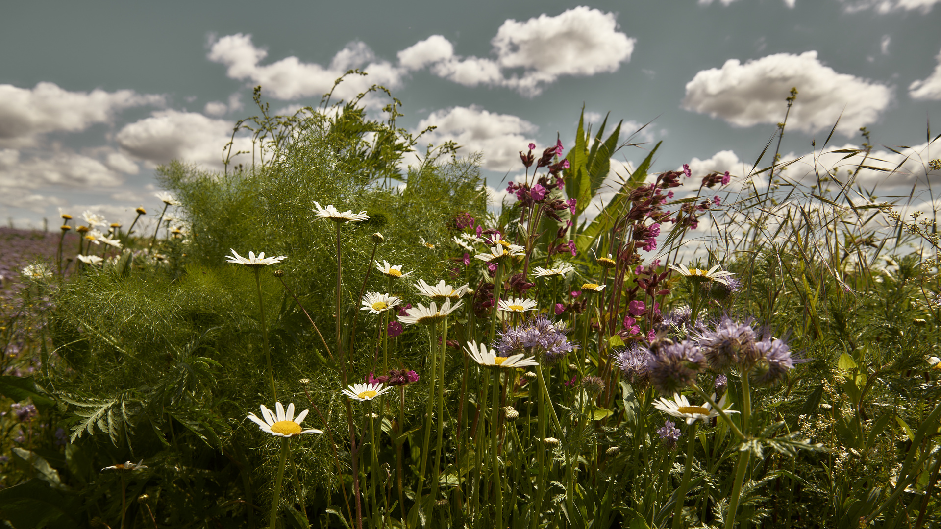 Sommer in seinen schönsten Farben