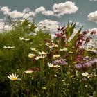 Sommer in seinen schönsten Farben