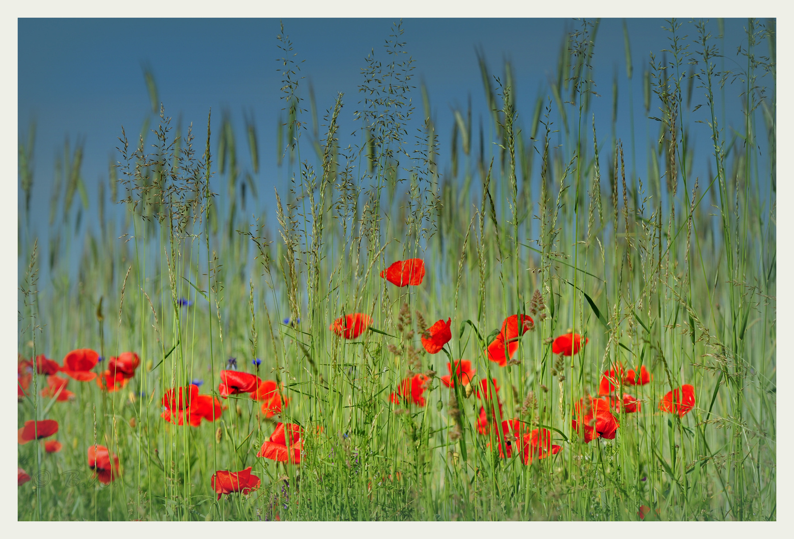 Sommer in seinen schönsten Farben