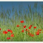 Sommer in seinen schönsten Farben