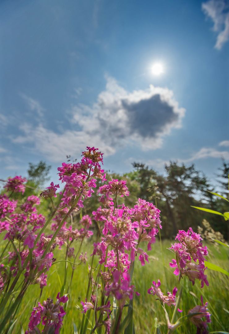 Sommer in Sicht