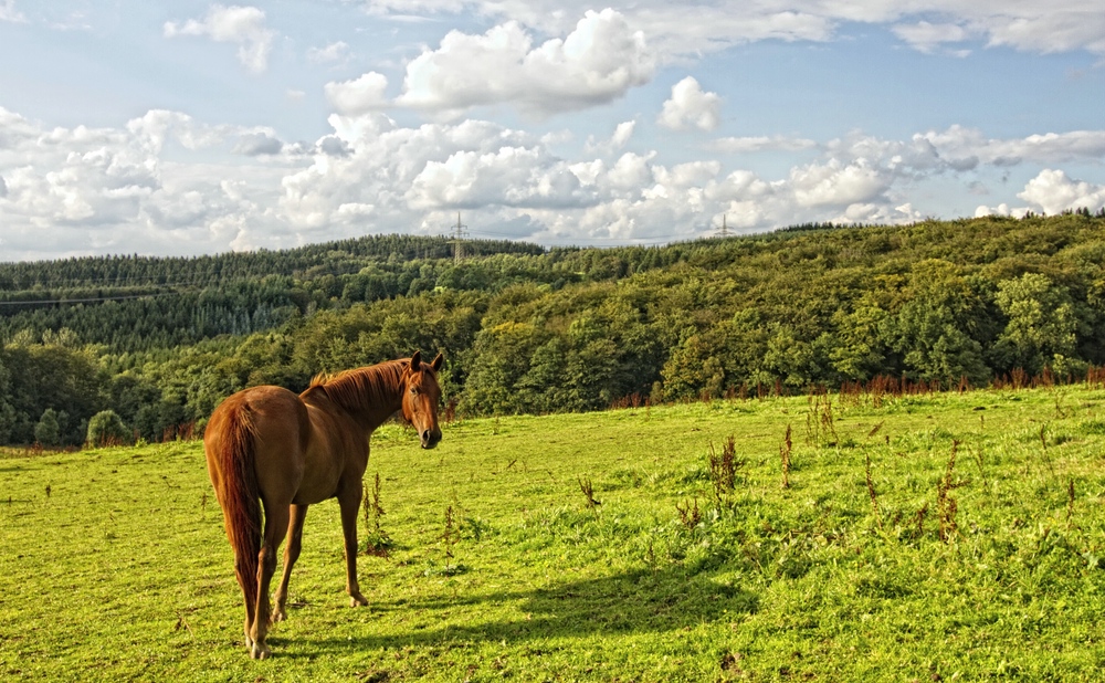 Sommer in Südwestfalen III