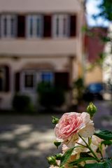 Sommer in Tübingen (1)