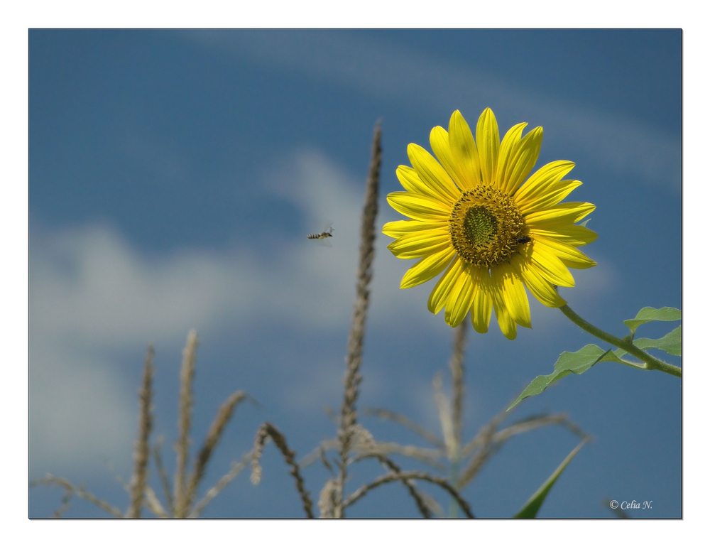 Sommer in Umbrien