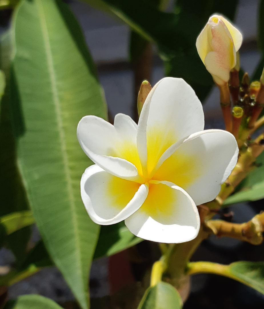 Sommer in unserem Garten