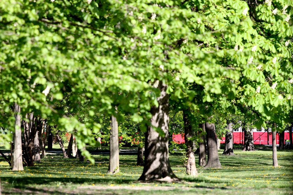 Sommer in Wien by Mooke 