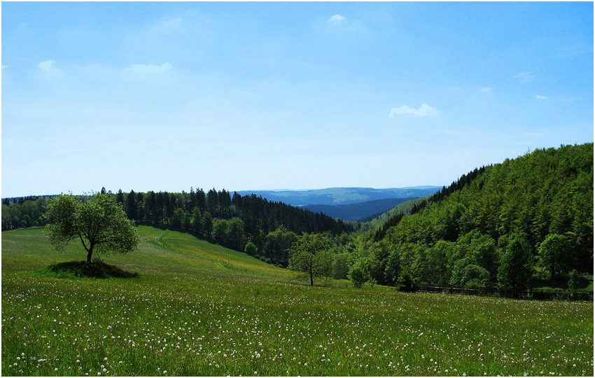 Sommer in Wittgenstein I