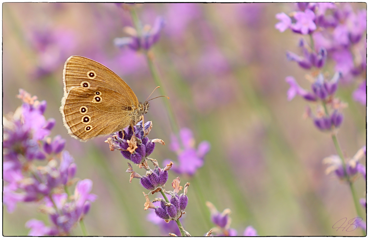 Sommer ist wenn die Schmetterlinge tanzen.