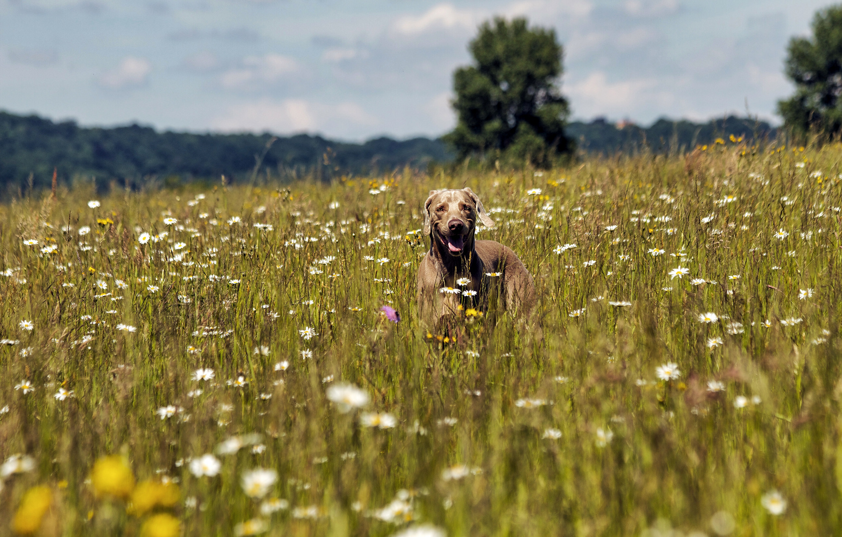 Sommer... Jetzt, SOFORT!!!