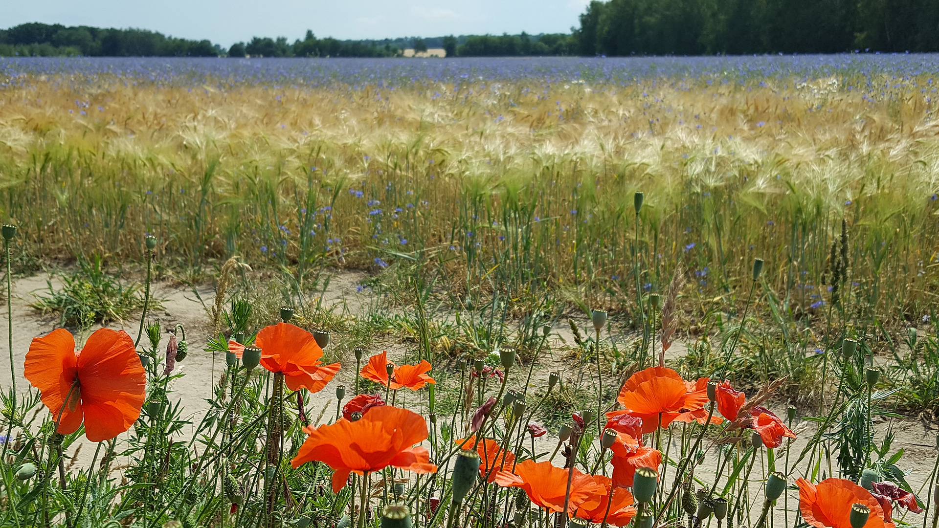 Sommer Juni 2020 mit einwenig Rot.....