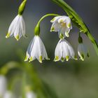 Sommer-Knotenblume