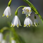 Sommer-Knotenblume