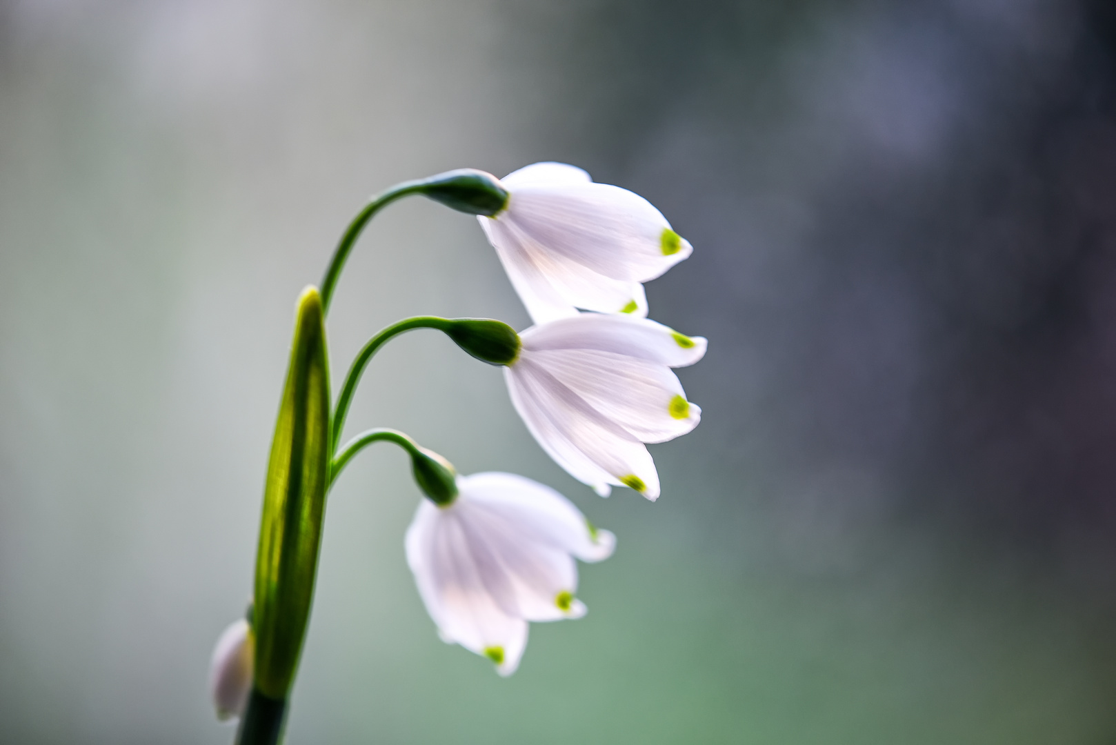 Sommer-Knotenblume