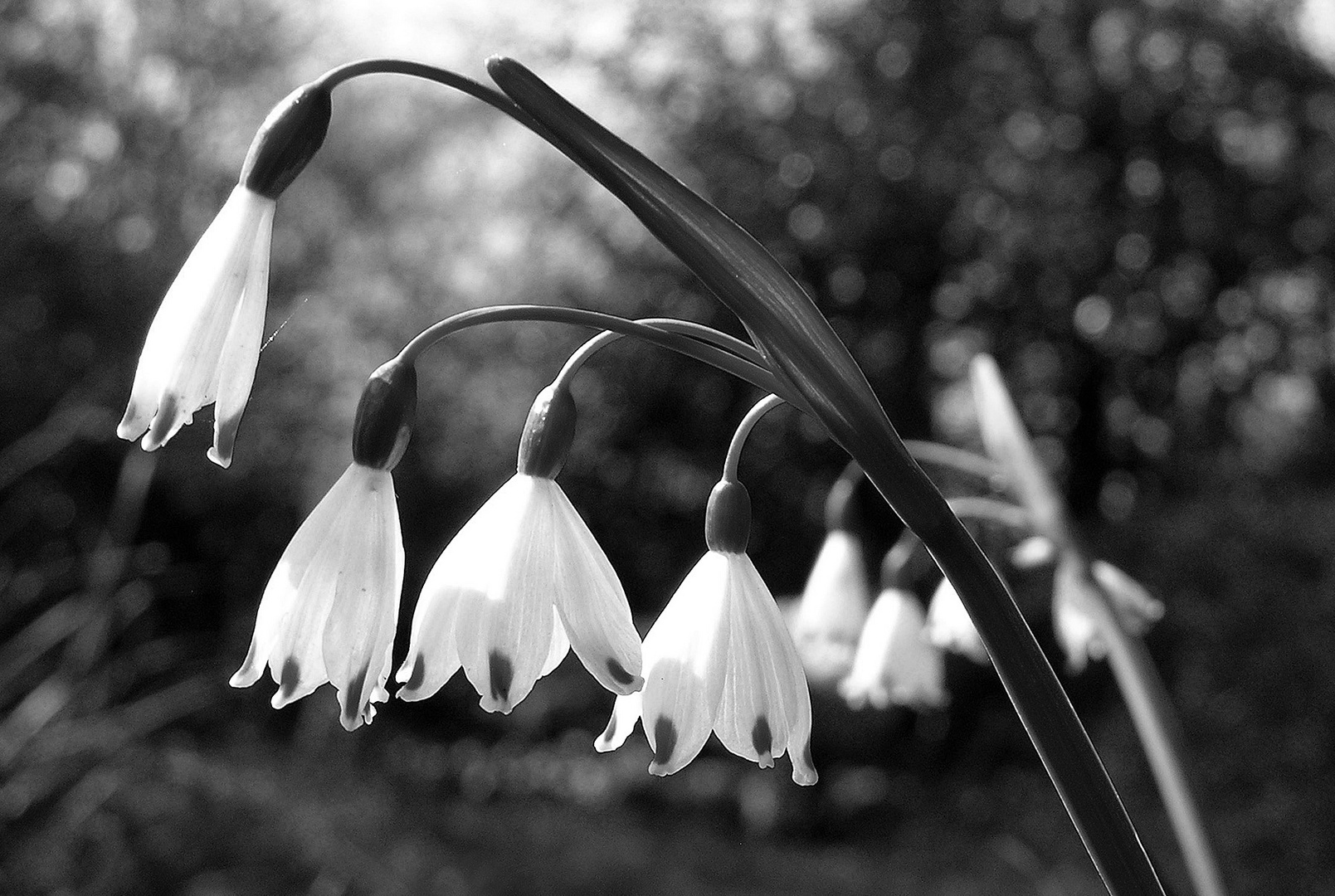 Sommer-Knotenblume