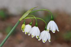 Sommer - Knotenblume ( Leucojum aestivum )