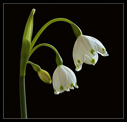 Sommer Knotenblume - Märzenbecher
