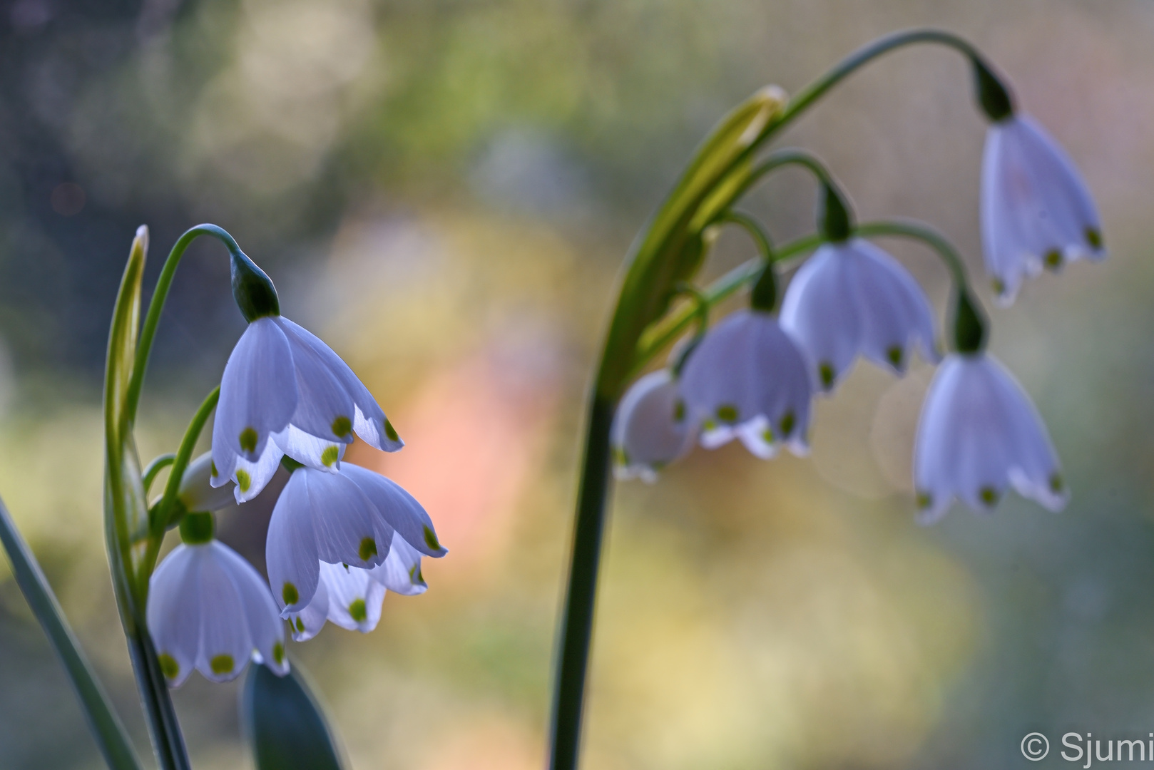 Sommer-Knotenblumen 