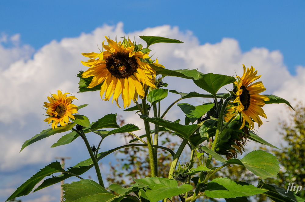 Sommer kommt!