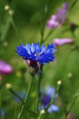 Sommer, Kornblume, Liebe, Gefühl